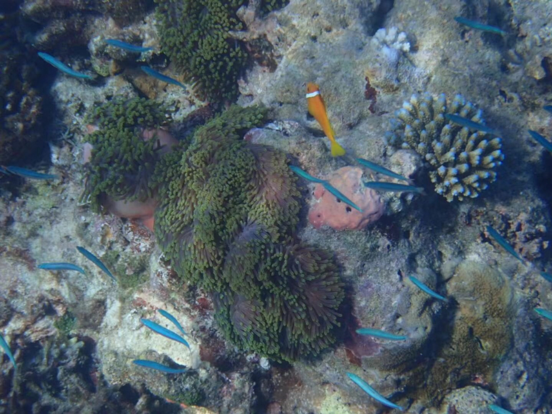 马尔代夫浮潜